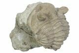 Bargain, Fossil Chasmops Trilobite - Russia #363121-1
